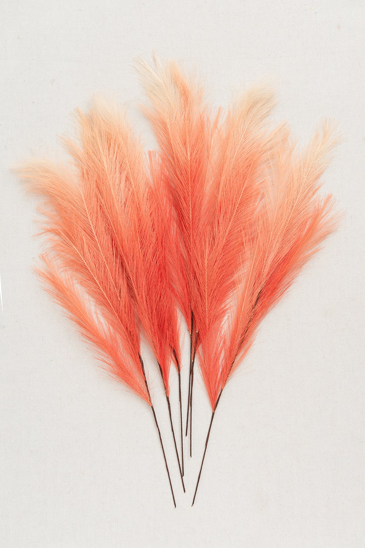 Pampas Grass | Clearance