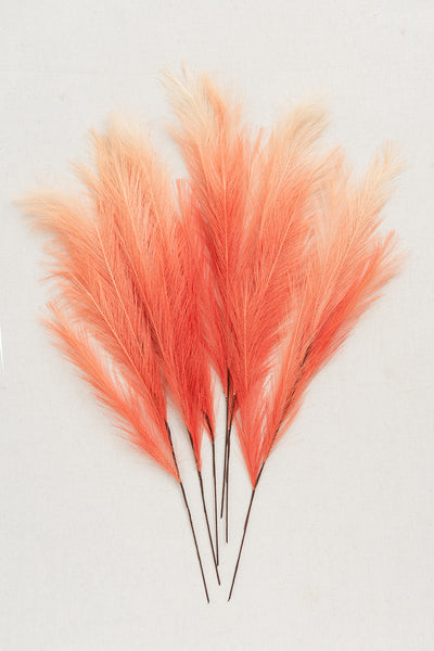 Pampas Grass | Clearance