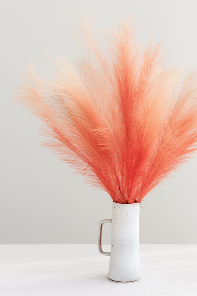 Pampas Grass | Clearance