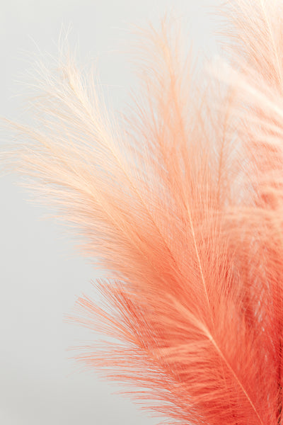 Pampas Grass | Clearance