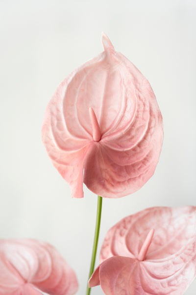 15" Anthurium Flowers with Stem - 4 Colors