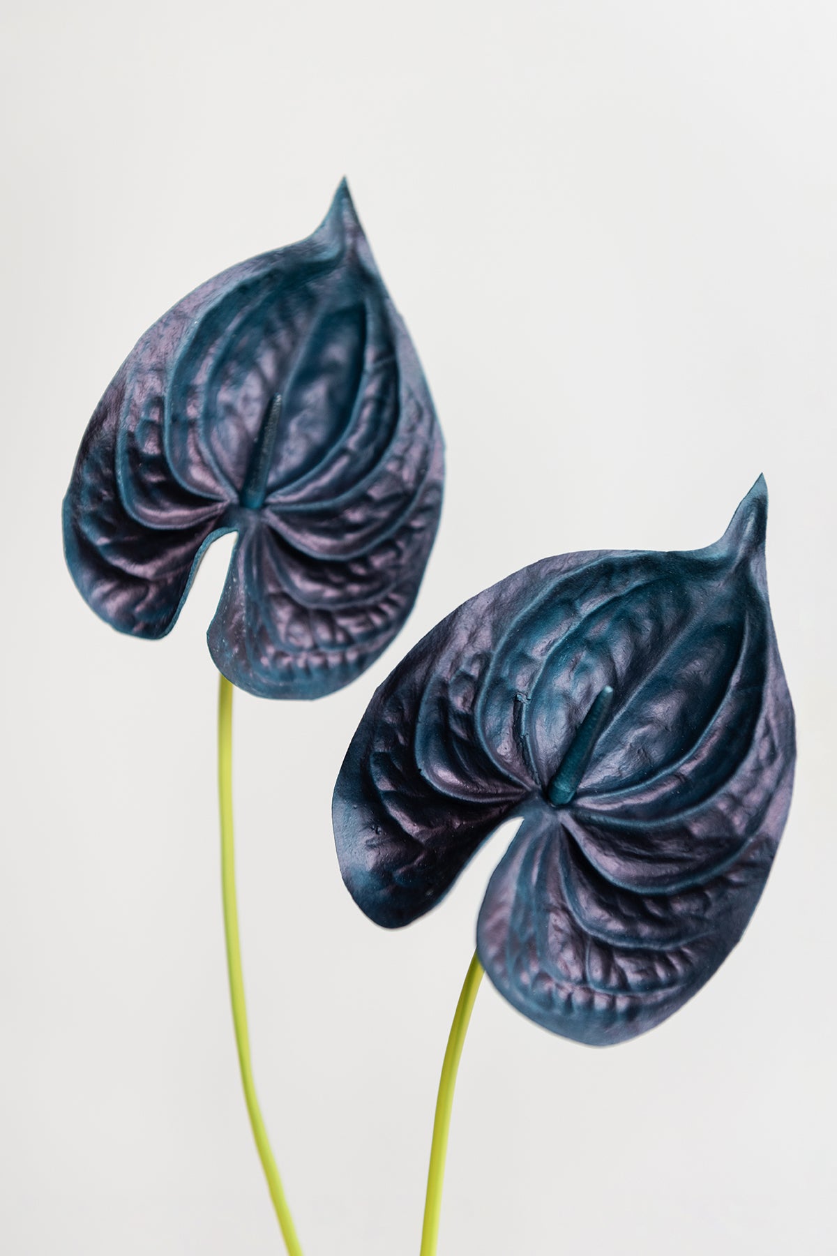 15" Anthurium Flowers with Stem