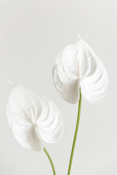 15" Anthurium Flowers with Stem