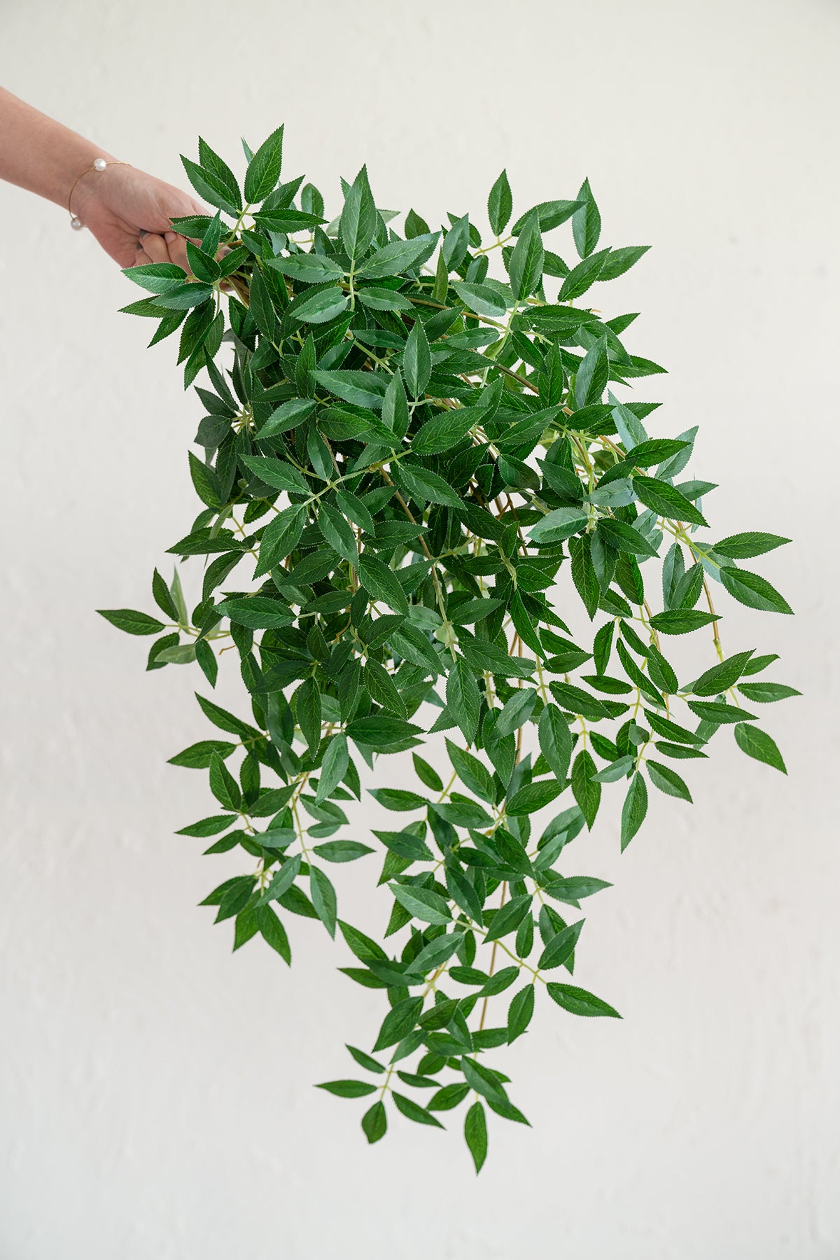 Rosa Banksiae Hanging Vine