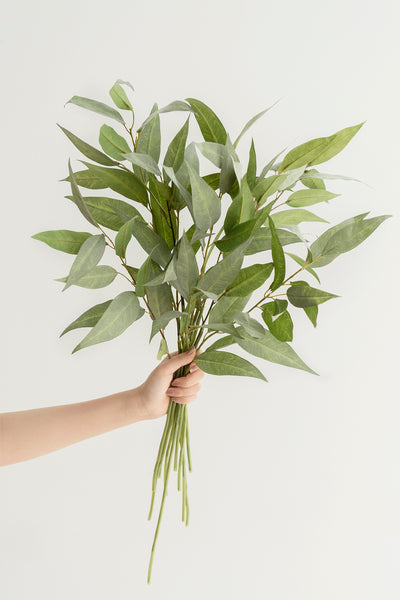 Long Leaf Eucalyptus Branches